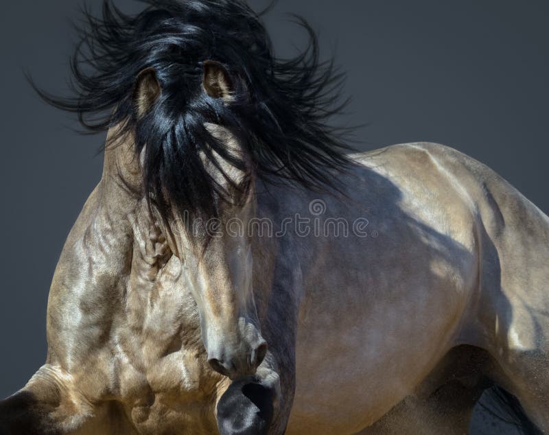 Portrait of moving golden dun Purebred Andalusian horse. Portrait of moving golden dun Purebred Andalusian horse