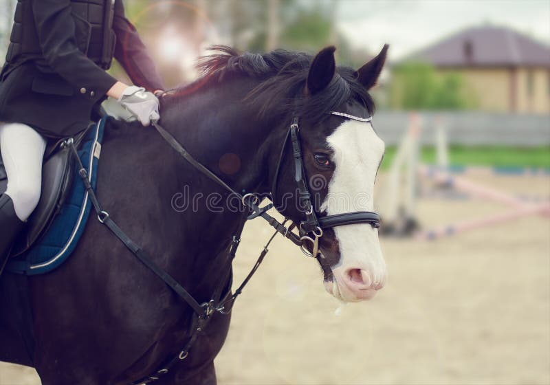 Cavallo di salto immagine stock Cavallo di salto immagine stock