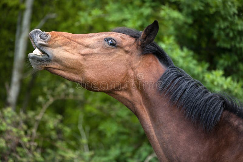 Funny horse showing its teeth in a comical way. Funny horse showing its teeth in a comical way