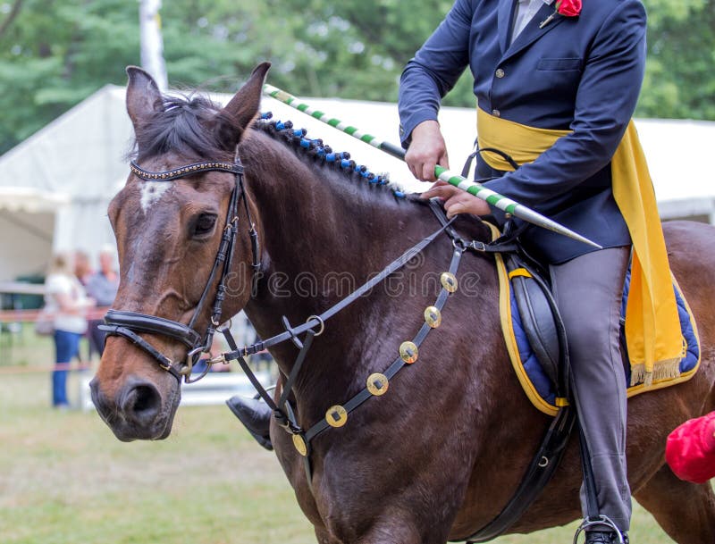 Cavallo e cavaliere di Dressage Ritratto del cavallo dell'acetosa durante il dressage fotografia stock libera da diritti Cavallo e cavaliere di Dressage Ritratto del cavallo dell'acetosa durante il dressage fotografia stock libera da diritti