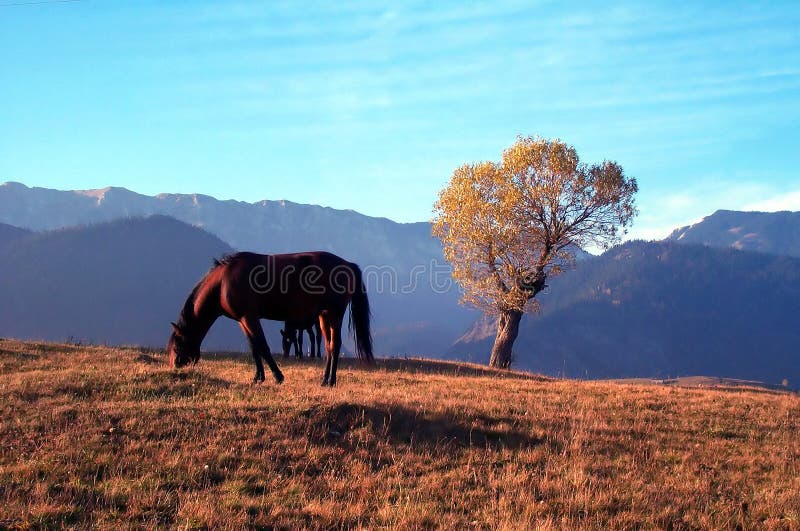 Cavallo ed albero fotografia stock libera da diritti