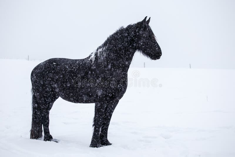 Cavallo frisone nella neve fotografia stock libera da diritti Cavallo frisone nella neve fotografia stock libera da diritti