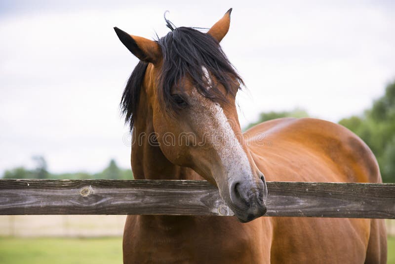 Cavallo grazioso su un'azienda agricola fotografie stock libere da diritti Cavallo grazioso su un'azienda agricola fotografie stock libere da diritti