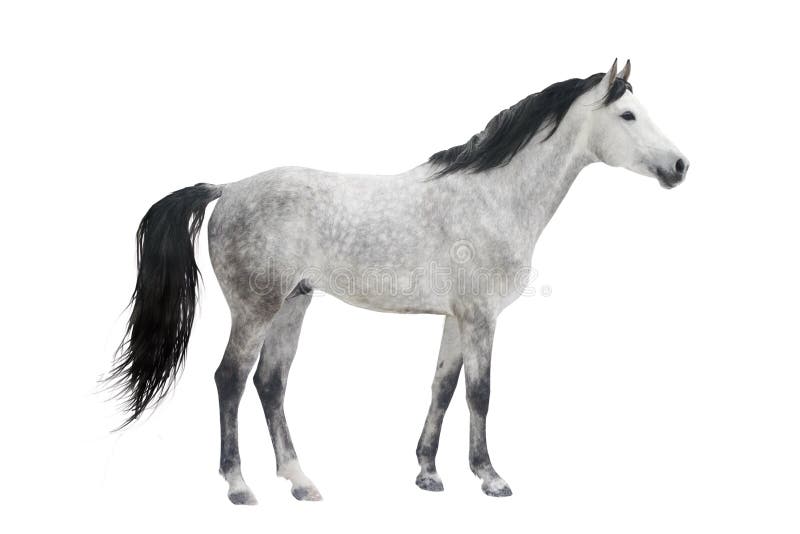 Cavallo grigio