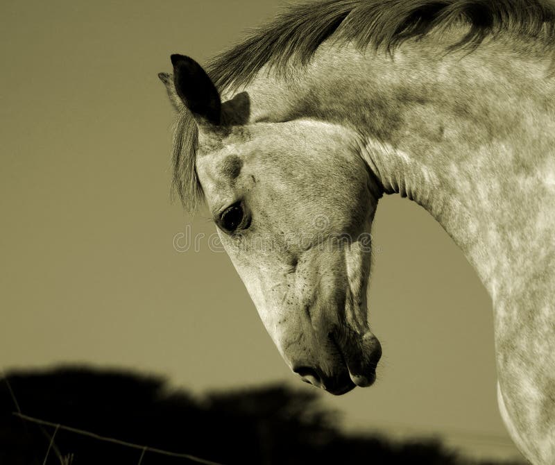 Cavallo irlandese immagini stock libere da diritti
