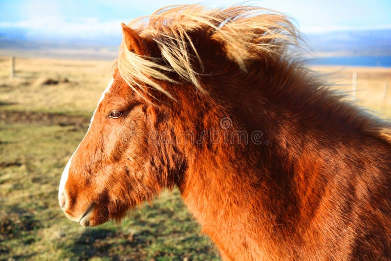 Cavallo islandese sveglio che sta nel vento immagini stock Cavallo islandese sveglio che sta nel vento immagini stock