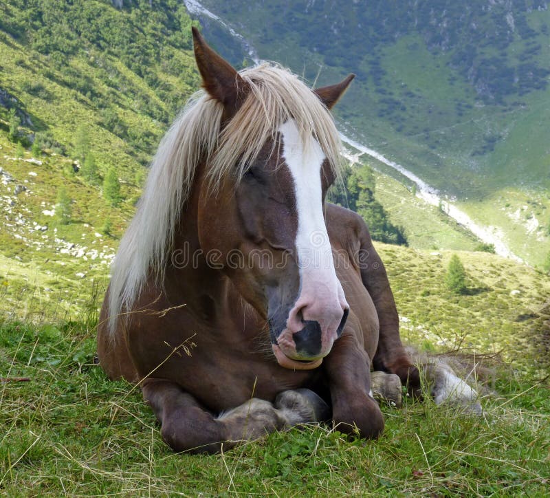 Cavallo marrone di menzogne fotografie stock Cavallo marrone di menzogne fotografie stock