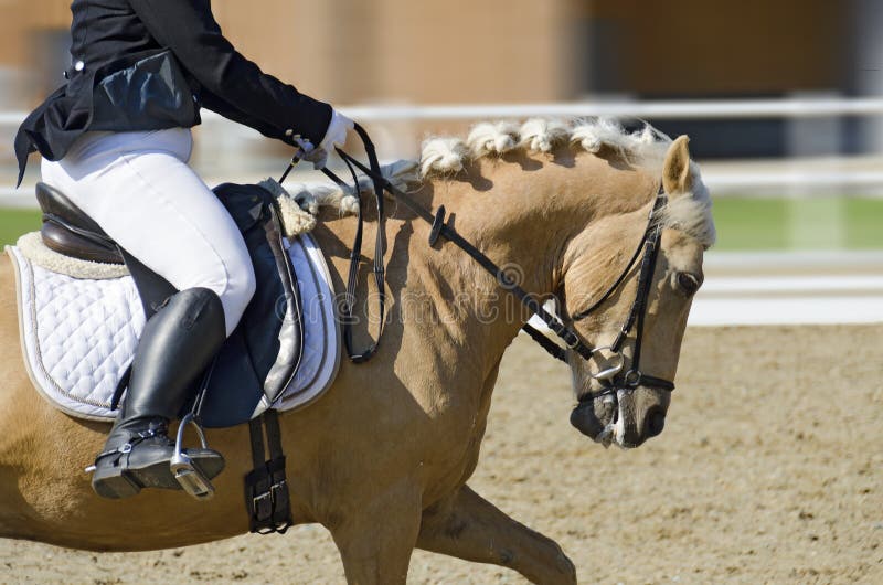 Cavallo nel moto su un'area di dressage immagini stock Cavallo nel moto su un'area di dressage immagini stock