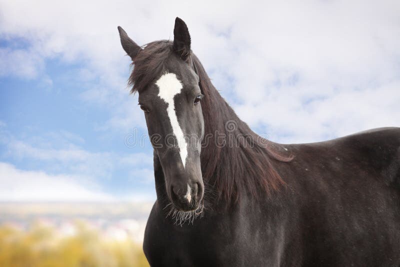 Un Cavallo Con Il Manto Nero Cavallo nero fotografia stock. Immagine di forza, nero - 11677768