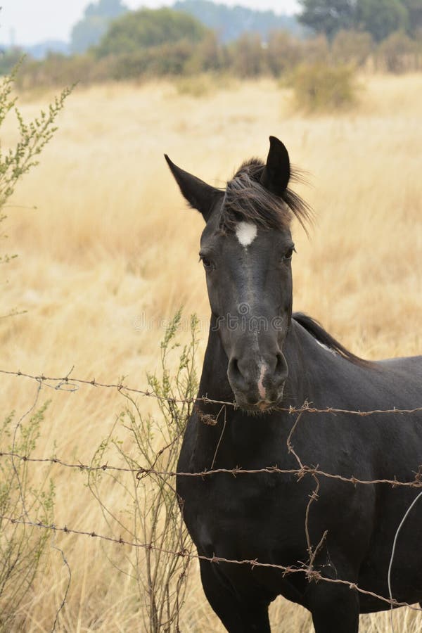 Un Cavallo Con Il Manto Nero Cavallo nero immagine stock. Immagine di mammifero, cavallo - 52214197