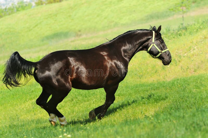 Un Cavallo Con Il Manto Nero Cavallo nero galoppante immagine stock. Immagine di giorno - 28127487