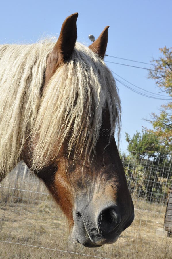 Cavallo Francese Immagine Stock Immagine Di Stallion