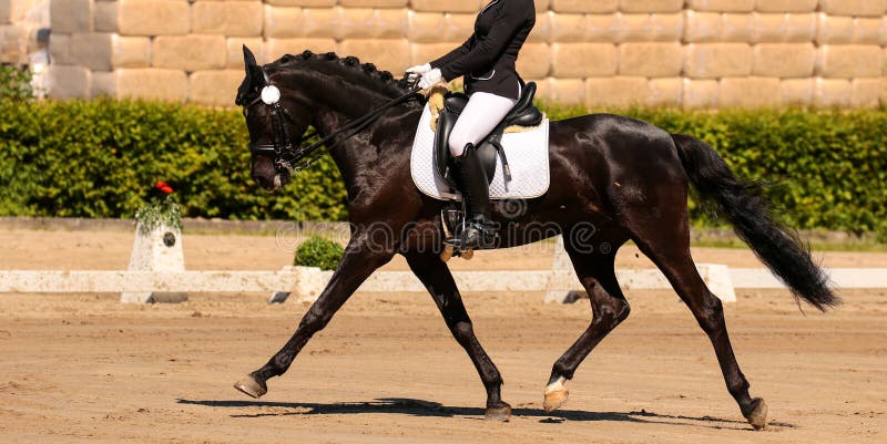 Cavallo in primo piano sull'area di riscaldamento prima della concorrenza di dressage, lavorata sopra! immagine stock Cavallo in primo piano sull'area di riscaldamento prima della concorrenza di dressage, lavorata sopra! immagine stock