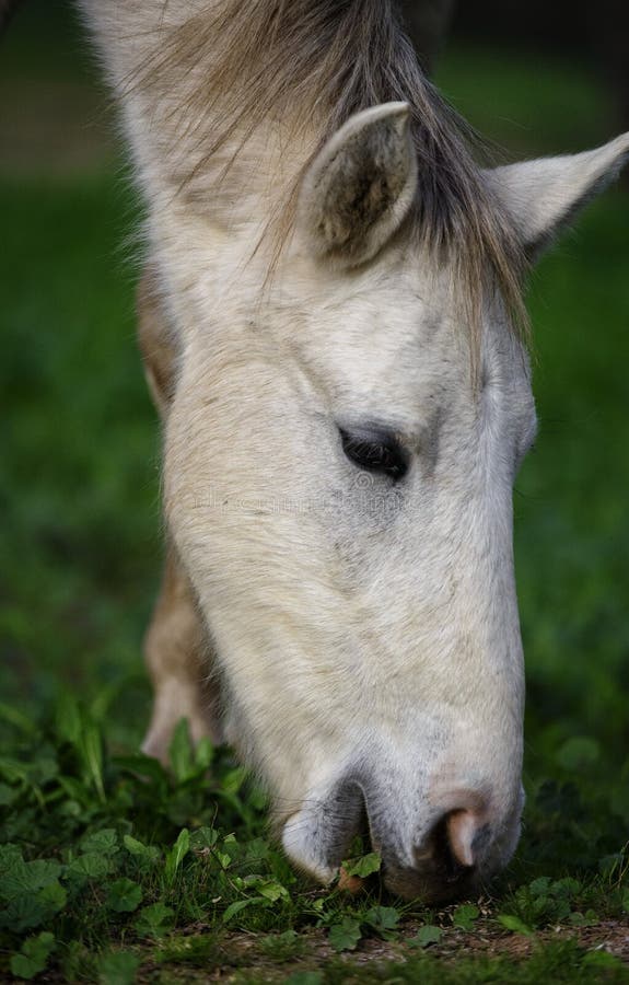 Cavallo selvaggio del fiume Salt che pasce primo piano fotografie stock libere da diritti Cavallo selvaggio del fiume Salt che pasce primo piano fotografie stock libere da diritti