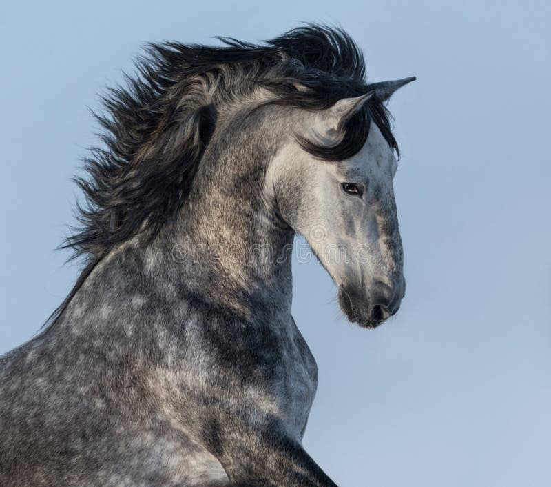 cavallo spagnolo Macchia-grigio - ritratto nel moto