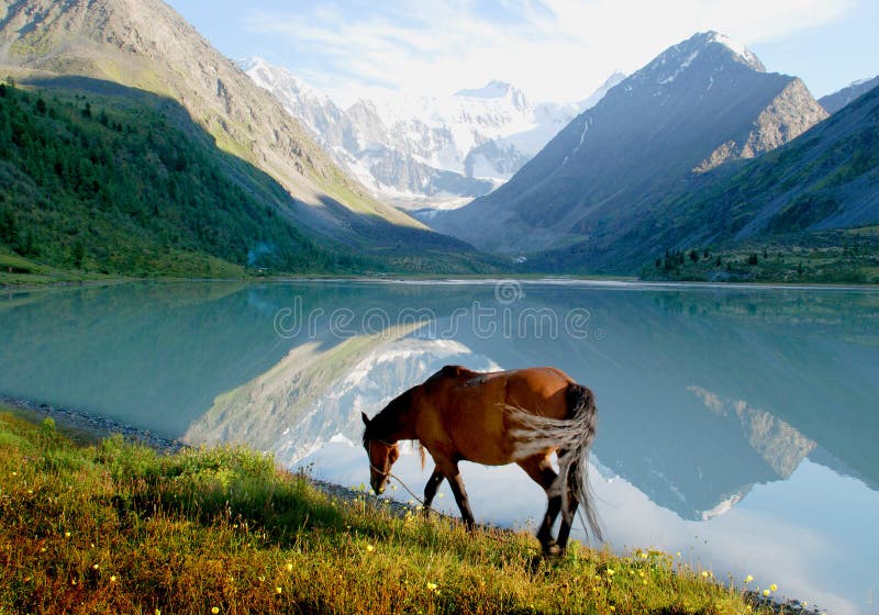 Horse near mountain lake Ak-kem, Altai, Russia, wild landscape, high mountains, Belukha 4506m. Horse near mountain lake Ak-kem, Altai, Russia, wild landscape, high mountains, Belukha 4506m