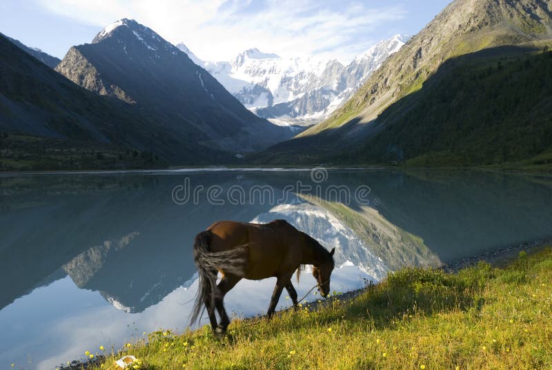 Landscape, mountains, lake Ak-kem, grazing horse, mountain Belukha, Altai, Russia, animal themes, morning. Landscape, mountains, lake Ak-kem, grazing horse, mountain Belukha, Altai, Russia, animal themes, morning