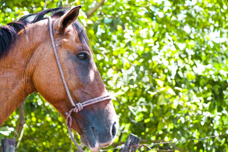 Cavalo à Frente De Uma árvore Foto de Stock - Imagem de marrom, cavalo:  179065984