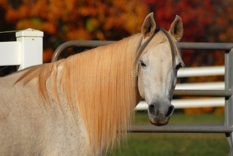 Fotos de Cara de cavalo, Imagens de Cara de cavalo sem royalties