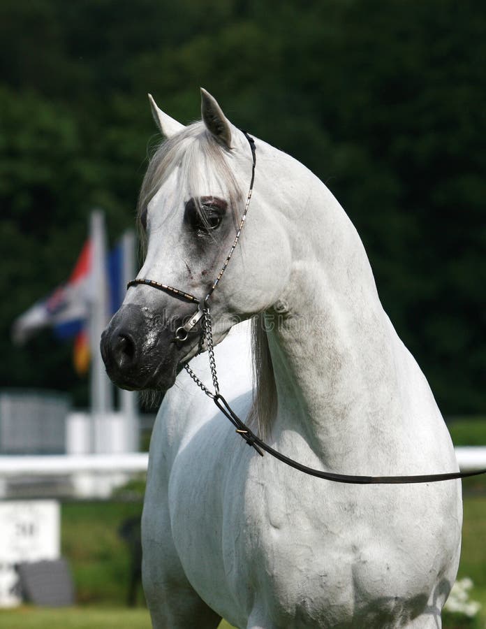 Cavalo à Frente De Uma árvore Foto de Stock - Imagem de marrom, cavalo:  179065984