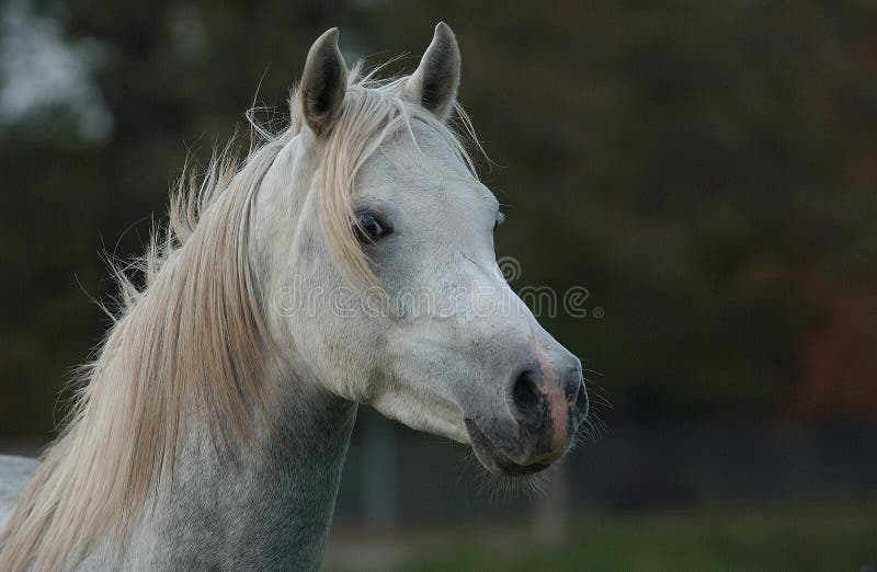 Cavalo Árabe Corre Frente No Fundo Da Parede Foto Royalty Free