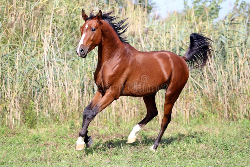 Cavalo Árabe Corre Frente No Fundo Da Parede Foto Royalty Free