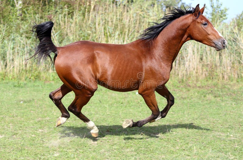 Cavalo Árabe Corre Frente No Fundo Da Parede Foto Royalty Free