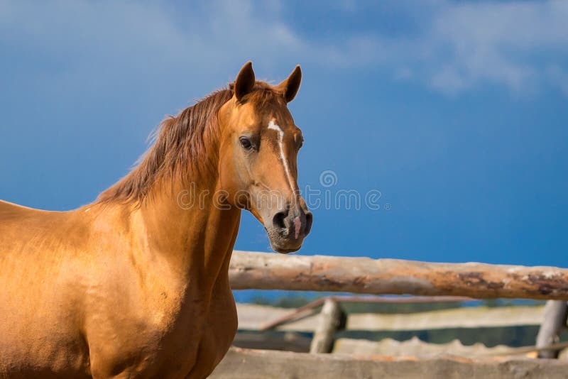 Peça De Xadrez De Cavalo De Ouro Enfrenta Outra Equipe De Prata No Fundo  Preto Foto Royalty Free, Gravuras, Imagens e Banco de fotografias. Image  99282029