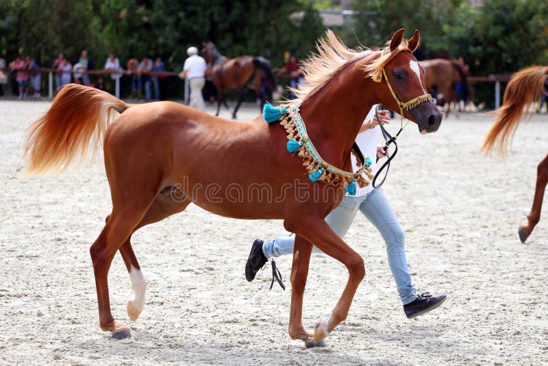 Jogo de dois cavalos imagem de stock. Imagem de preto - 48110871