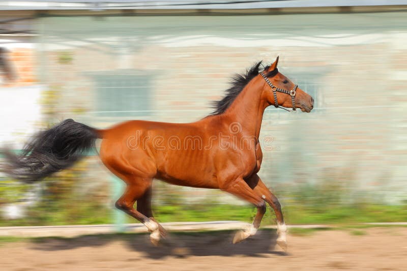 Cabeça De Cavalo Retrato Em Um Céu Nublado De Verão Foto Royalty Free,  Gravuras, Imagens e Banco de fotografias. Image 58973956