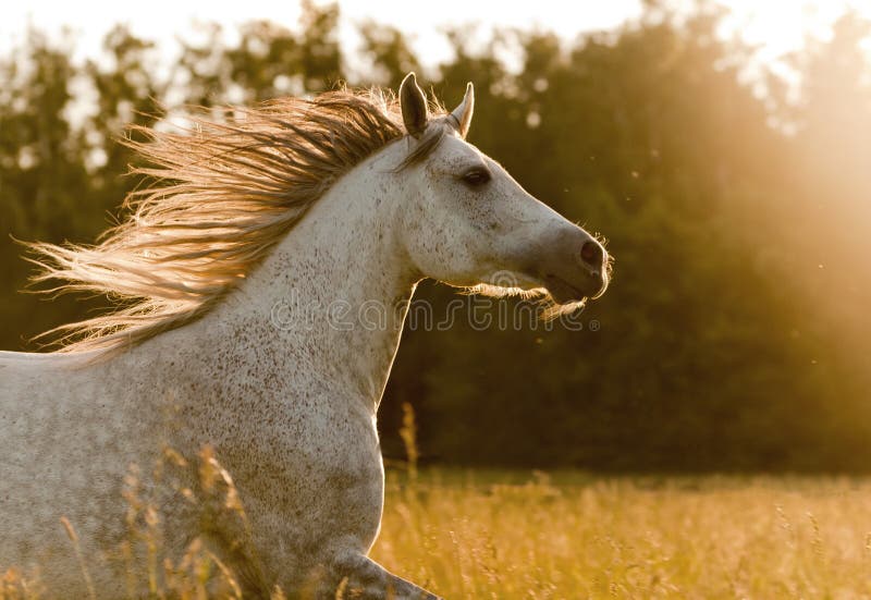 Cavalo Cabeça De Isolado - Foto gratuita no Pixabay - Pixabay