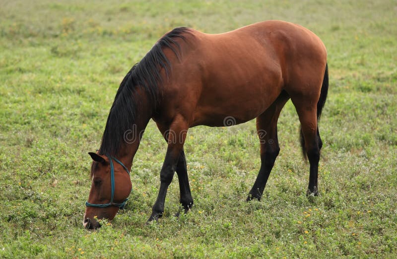 Trote árabe Do Corredor Do Cavalo De Brown No Pasto Foto de Stock - Imagem  de bonito, campo: 15882660