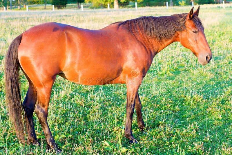 Face do cavalo imagem de stock. Imagem de fazenda, animal - 7335957