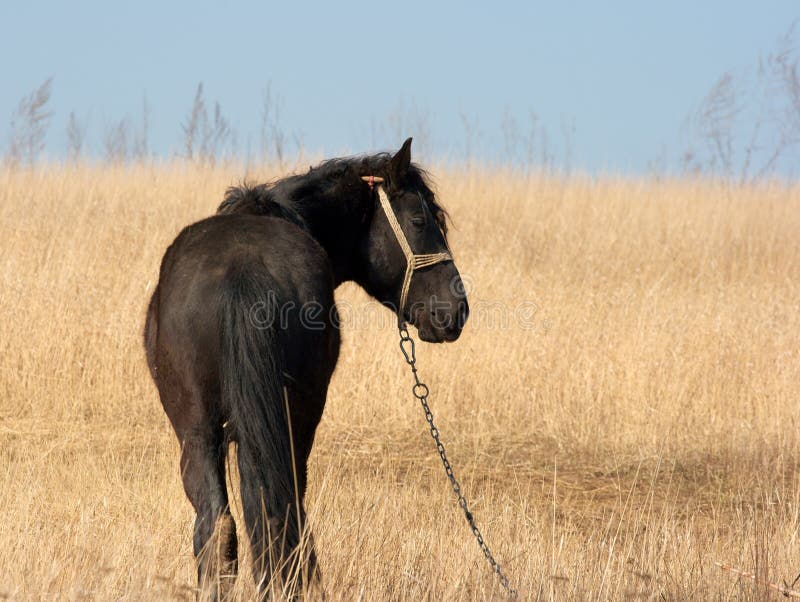 Cavalo preto comendo pastagem no curral a frente de um cavalo pardo Stock  Photo