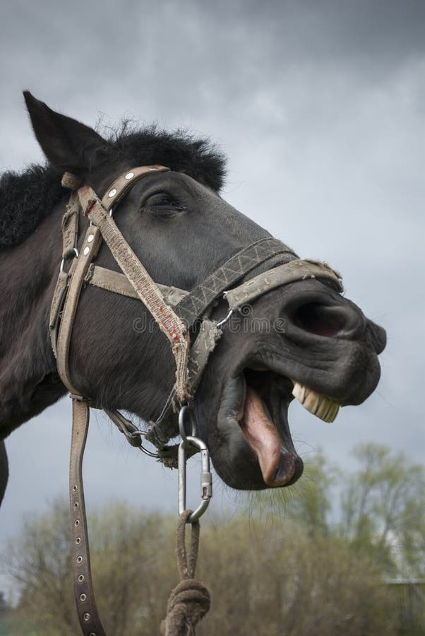 Rindo, cavalo jawning fotografia editorial. Imagem de caro - 96470167