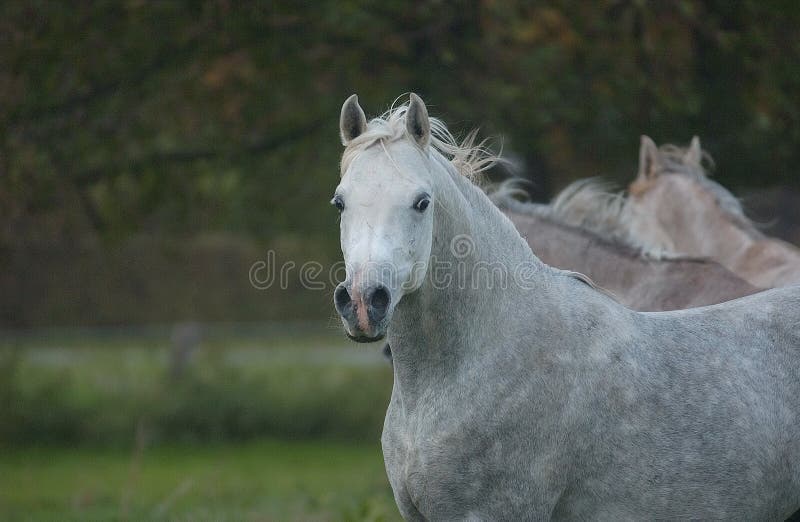 Cavalo imagem de stock. Imagem de cara, narina, fazenda - 6029893