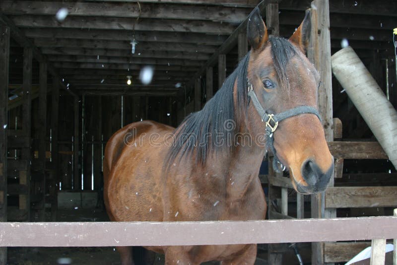 60+ Cavalo Pulando Sujo fotos de stock, imagens e fotos royalty