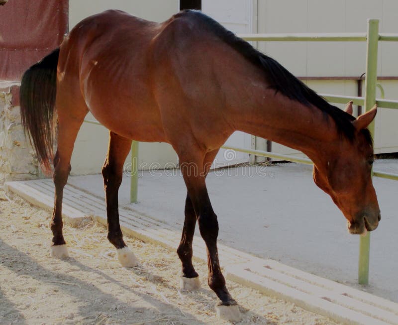 Cavalo imagem de stock Cavalo imagem de stock
