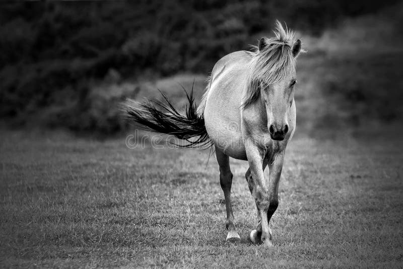 Cavalo foto de stock royalty free Cavalo foto de stock royalty free