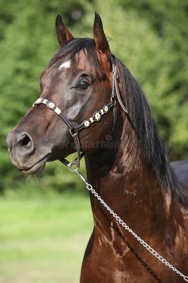 Retrato Da Frente Do Cavalo Ao Ar Livre Se Feche Imagem de Stock - Imagem  de frente, animal: 272403207