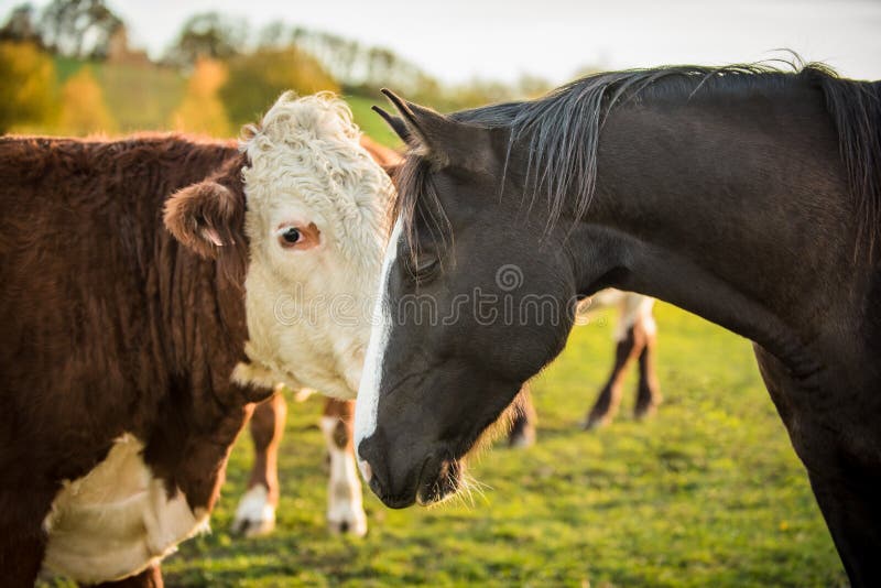 Cavalo americano da pintura com uma vaca fotografia de stock Cavalo americano da pintura com uma vaca fotografia de stock