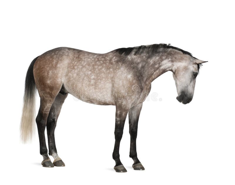 Cavalo belga de Warmblood, 6 anos velho, posição foto de stock Cavalo belga de Warmblood, 6 anos velho, posição foto de stock