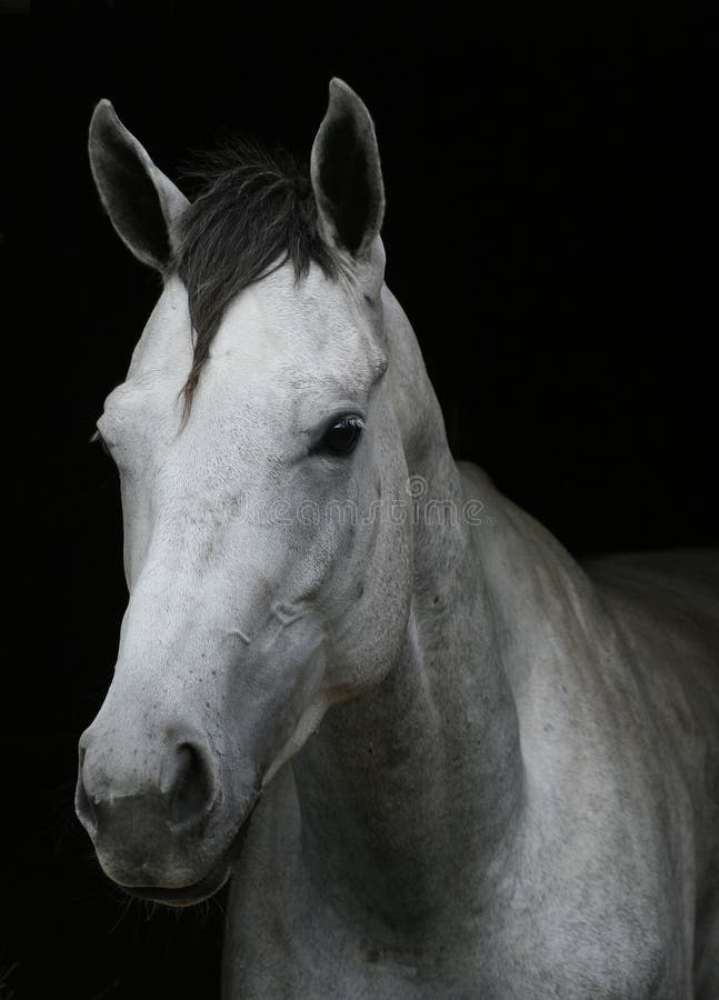 A beautiful white horse isolated on a black background. A beautiful white horse isolated on a black background