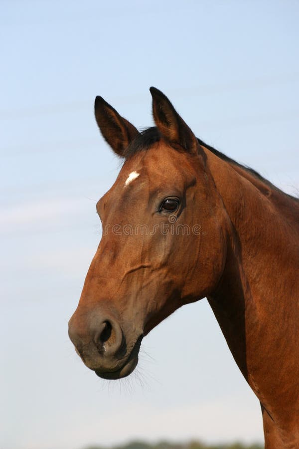 Cavalo frente a frente foto de stock. Imagem de fazenda - 1135038