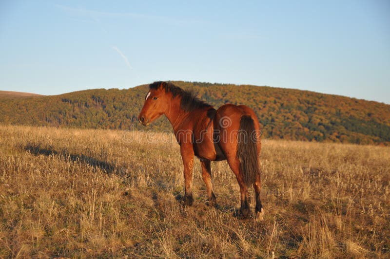 Cavalo bonito imagens de stock Cavalo bonito imagens de stock
