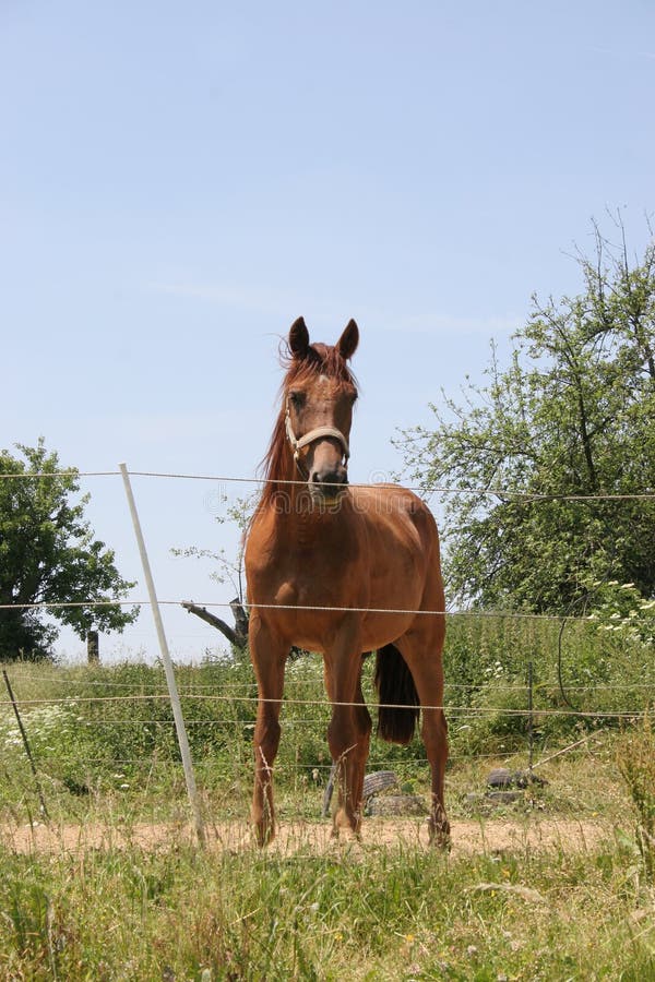 Cavalo De Trabalho Na Frente Do Celeiro Foto de Stock - Imagem de animal,  zoologia: 100606524