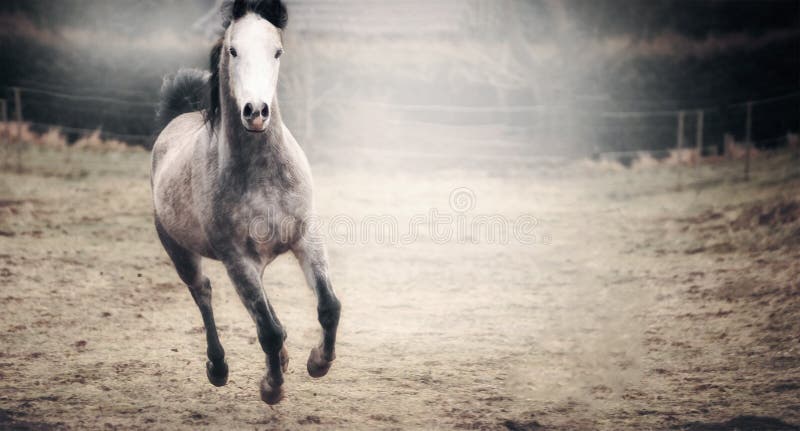 Cavalo De Um Quarto Cinzento Na Frente Do Céu Azul Imagem de Stock - Imagem  de forte, breio: 30679185