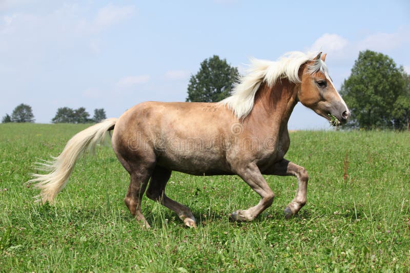 Beautiful chestnut horse with blond mane running in freedom with some trees on the background. Beautiful chestnut horse with blond mane running in freedom with some trees on the background