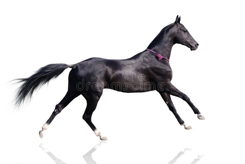 Cavalo bonito do akhal-teke isolado no branco imagens de stock Cavalo bonito do akhal-teke isolado no branco imagens de stock