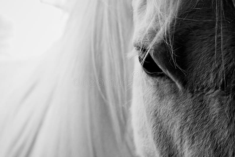 Página 2 Fotos Elementos Cavalo, 66.000+ fotos de arquivo grátis de alta qualidade